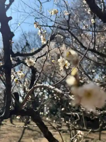 谷保天満宮の{uncategorized: "未分類", other: "その他", undefined: "問題あり", building: "その他建物", grave: "お墓", sacred_gate: "鳥居", guardian: "狛犬", statue: "像", buddha: "仏像", history: "歴史", nature: "自然", garden: "庭園", animal: "動物", pagoda: "塔", temizu: "手水舎", mountain_gate: "山門・神門", sanctuary: "本殿・本堂", subordinate: "末社・摂社", art: "芸術", scenery: "景色", jizo: "地蔵", ema: "絵馬", goshuin: "御朱印", omikuji: "おみくじ", items: "授与品その他", amulet: "お守り", goshuincho: "御朱印帳", eats: "食事", festival: "お祭り", votive_dance: "神楽", shichigosan: "七五三参", wedding: "結婚式", experience: "体験その他", initially: "初詣", around: "周辺", anti_infection: "感染症対策"}