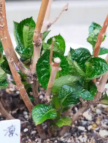 十日恵比須神社の御朱印
