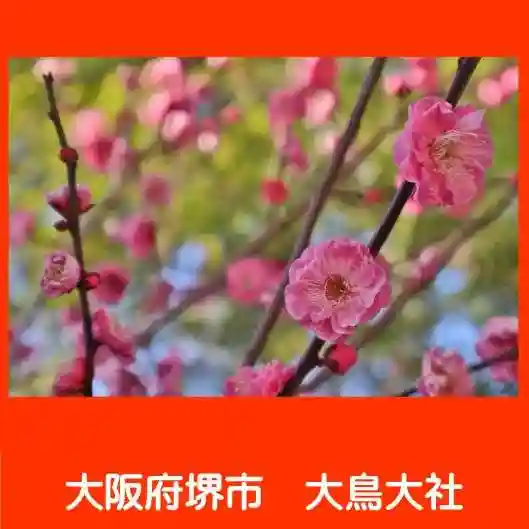 和泉國一之宮 大鳥大社(大阪府)