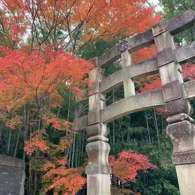 化野念仏寺の鳥居