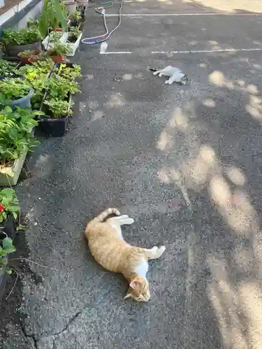 鹿角八坂神社の動物