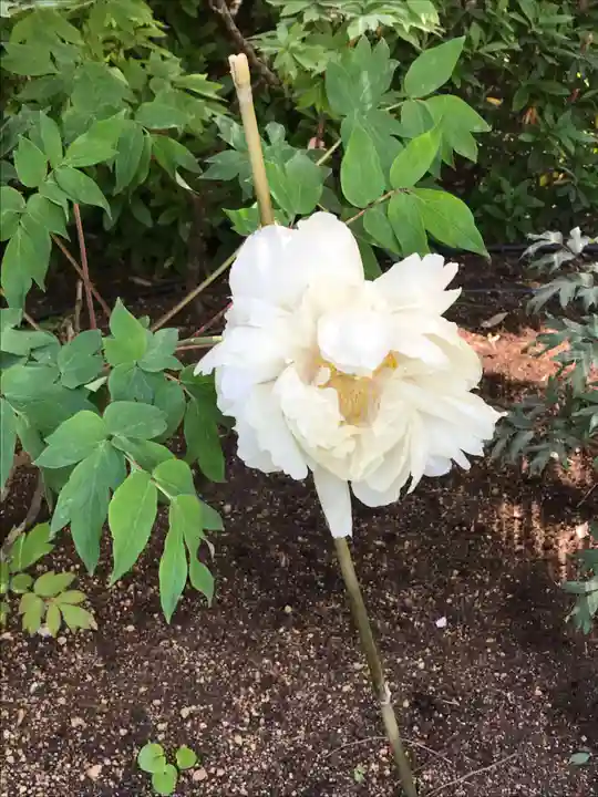 東長谷寺 薬王院の自然