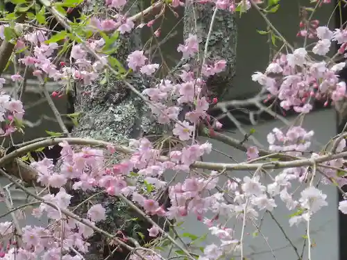 浄光明寺の自然