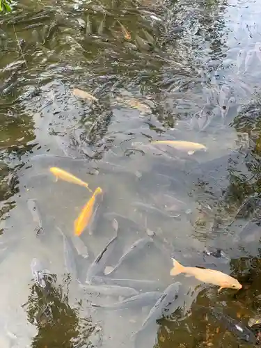 三嶋大社の動物