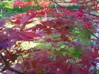 寿量山 速成寺の自然