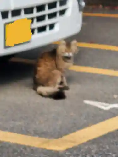 長林寺（西宮長林寺）の動物