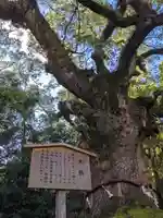 熱田神宮の自然