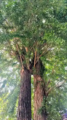 菊田神社(千葉県)