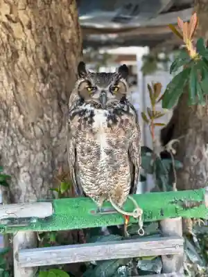 宮地嶽神社の{uncategorized: "未分類", other: "その他", undefined: "問題あり", building: "その他建物", grave: "お墓", sacred_gate: "鳥居", guardian: "狛犬", statue: "像", buddha: "仏像", history: "歴史", nature: "自然", garden: "庭園", animal: "動物", pagoda: "塔", temizu: "手水舎", mountain_gate: "山門・神門", sanctuary: "本殿・本堂", subordinate: "末社・摂社", art: "芸術", scenery: "景色", jizo: "地蔵", ema: "絵馬", goshuin: "御朱印", omikuji: "おみくじ", items: "授与品その他", amulet: "お守り", goshuincho: "御朱印帳", eats: "食事", festival: "お祭り", votive_dance: "神楽", shichigosan: "七五三参", wedding: "結婚式", experience: "体験その他", initially: "初詣", around: "周辺", anti_infection: "感染症対策"}