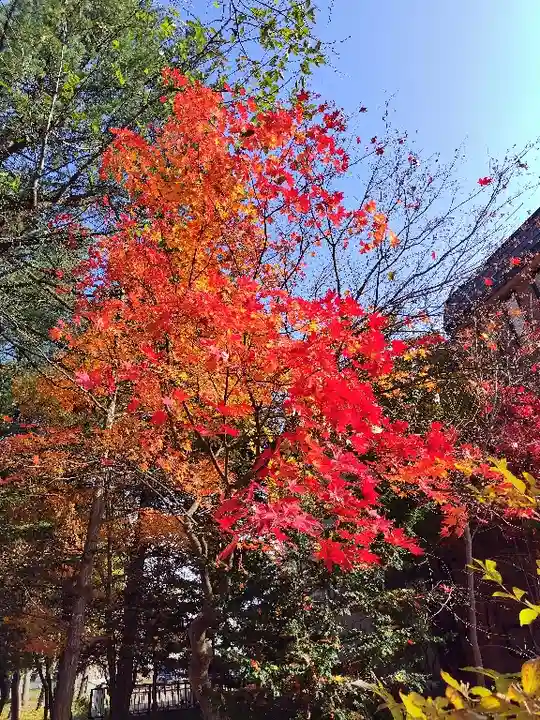 上川神社頓宮の自然