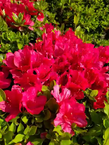 沙沙貴神社の自然
