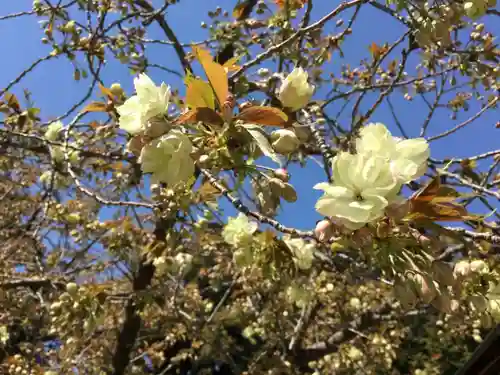 上地八幡宮の自然