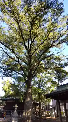 小杉神社(神奈川県)