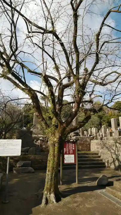 南洲神社の自然