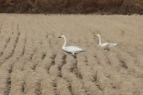 大鏑神社の動物
