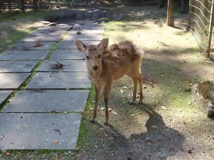 春日大社の動物