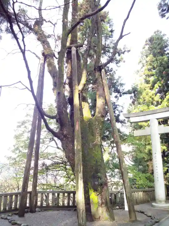 白山比咩神社の自然