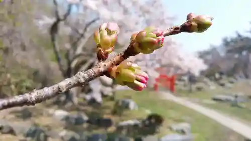 高山稲荷神社の自然