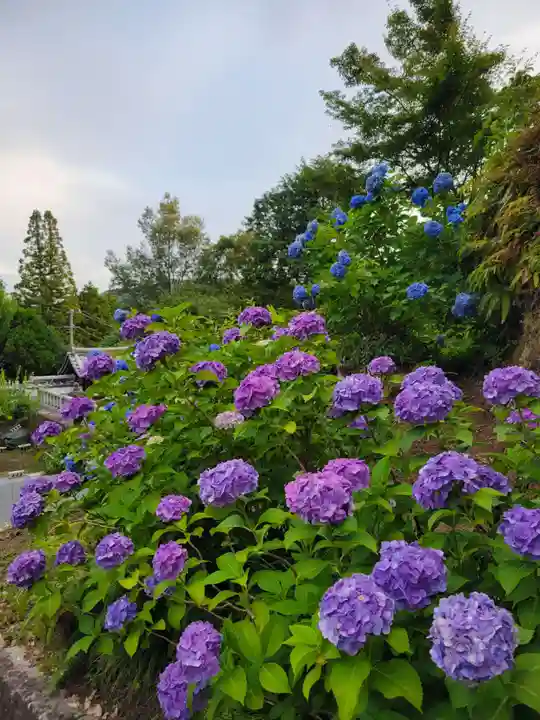 本光寺(愛知県)