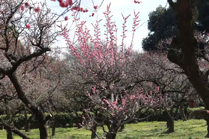 道明寺天満宮の自然