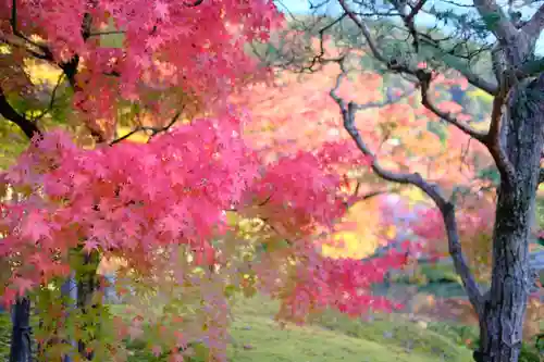 禅林寺（永観堂）の自然