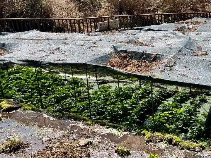 大滝神社(山梨県)