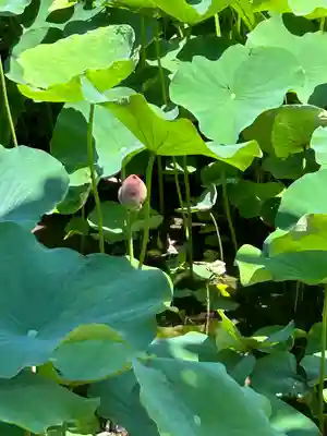 西新井大師総持寺(東京都)