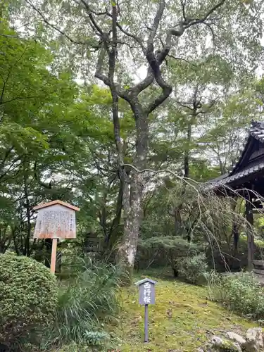 勝持寺（花の寺）の自然