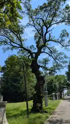 十勝護国神社の自然