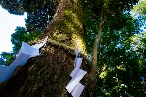 大前神社の自然