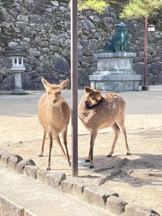厳島神社の動物