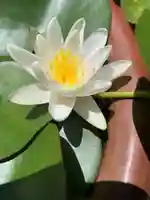 豊景神社の自然