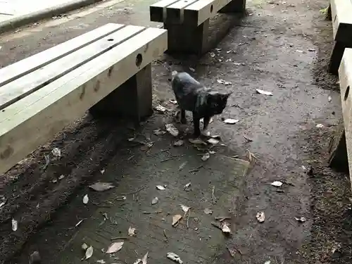 天形星神社の動物