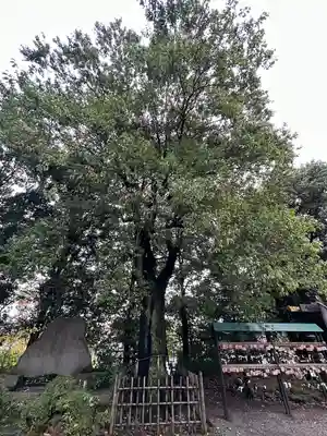 落合白山神社の自然