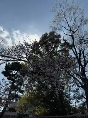 桜神宮(東京都)