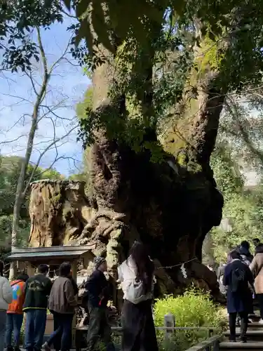 來宮神社(静岡県)