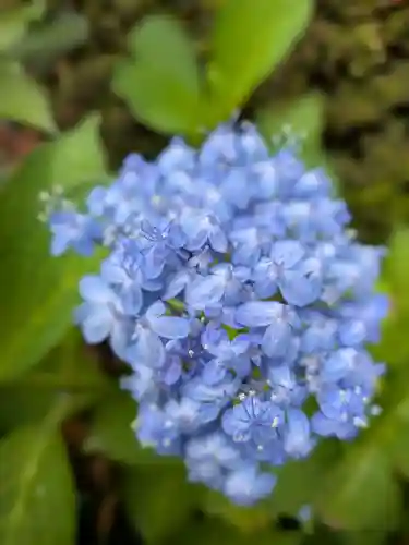 桜神宮(東京都)
