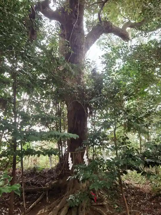 成田熊野神社の自然