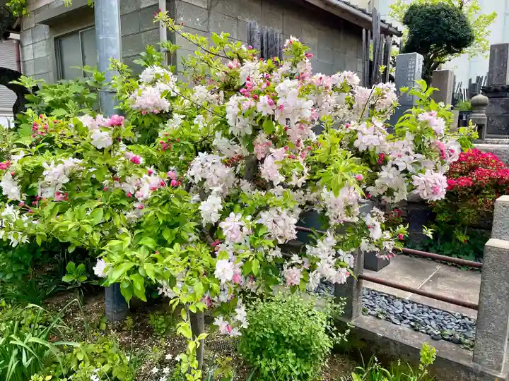 青雲寺(東京都)