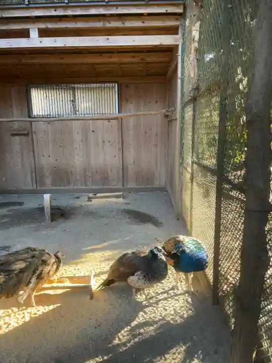 岩槻久伊豆神社の動物