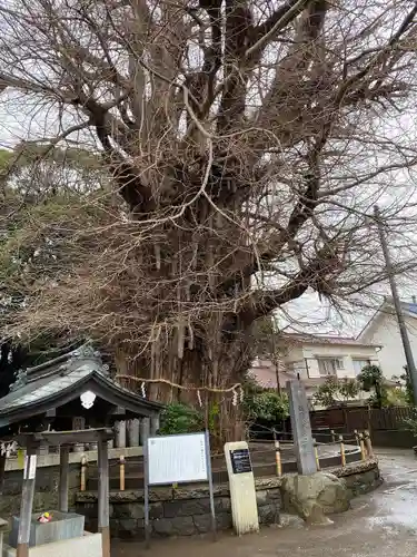 鶴嶺八幡宮(神奈川県)