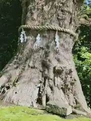 荏柄天神社の自然