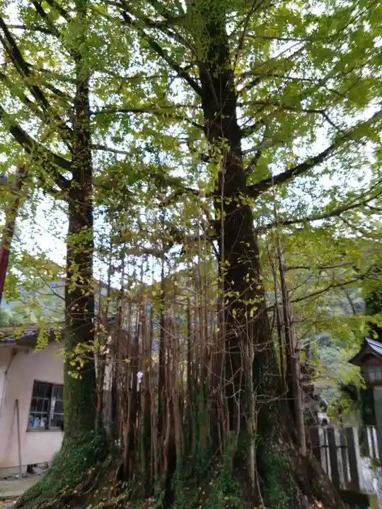 甲佐神社(熊本県)