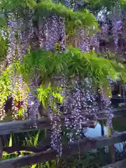 亀戸天神社の自然