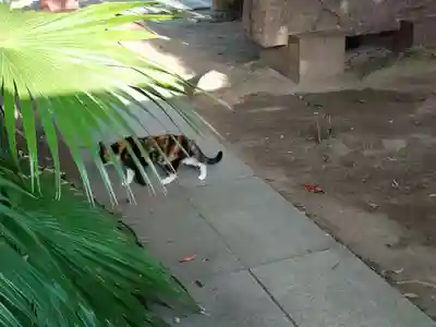 柏諏訪神社の動物