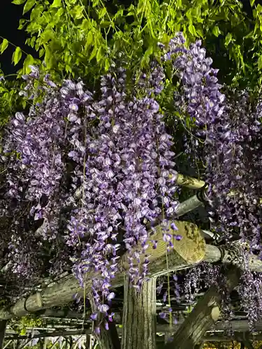 亀戸天神社(東京都)