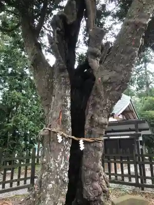 天宮神社の自然
