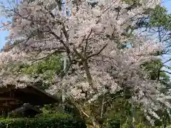 牟禮山観音禅寺の自然