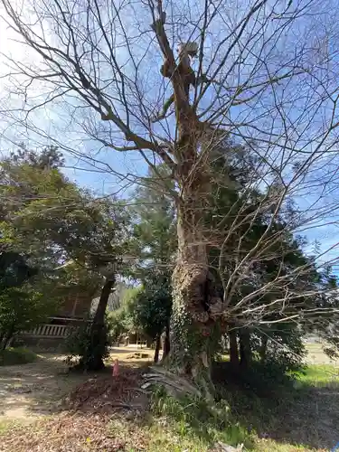 大本八幡神社の自然