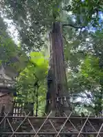 須佐神社の自然